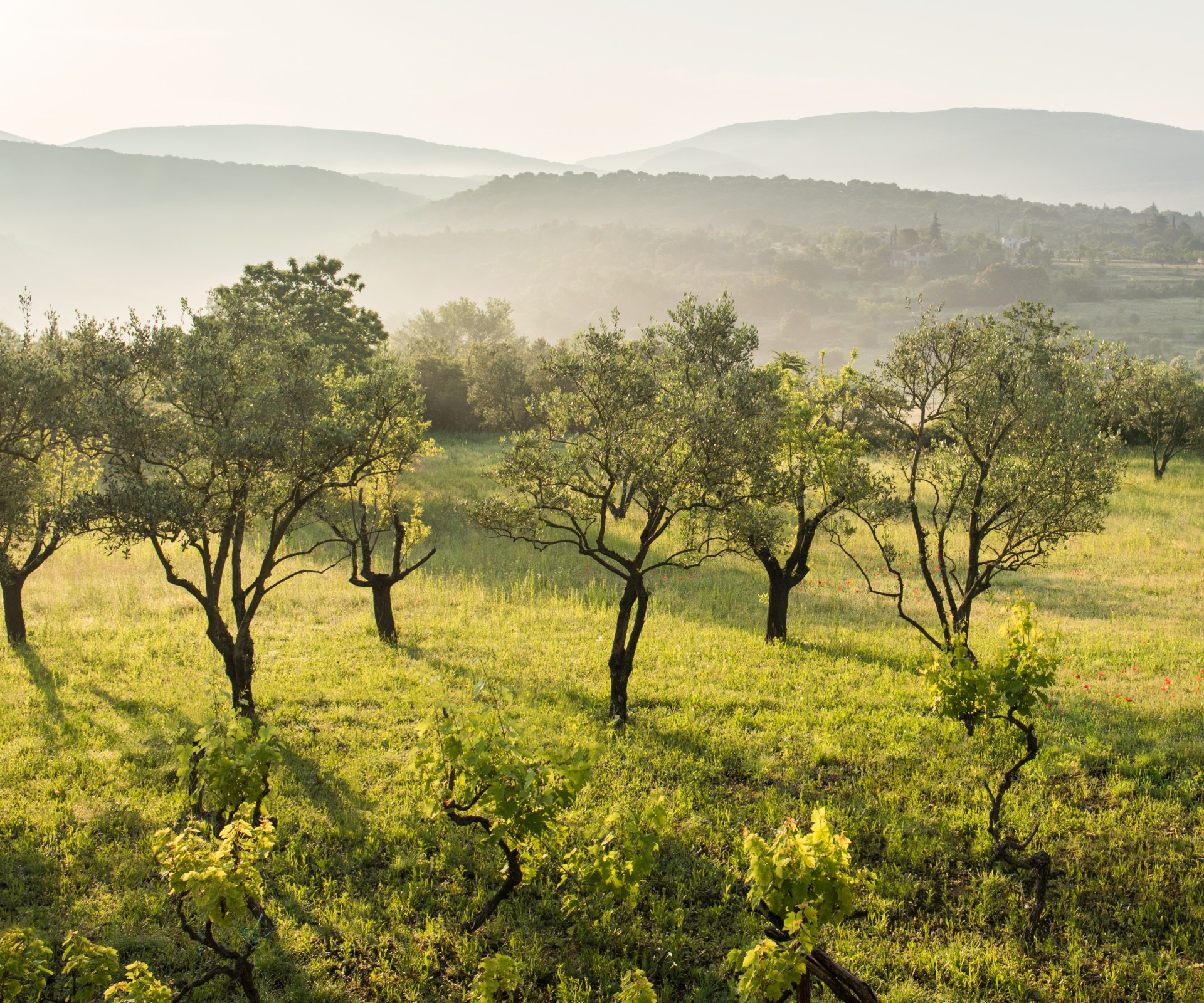 Olive groves on green meadow in front of misty hilly landscape in the background