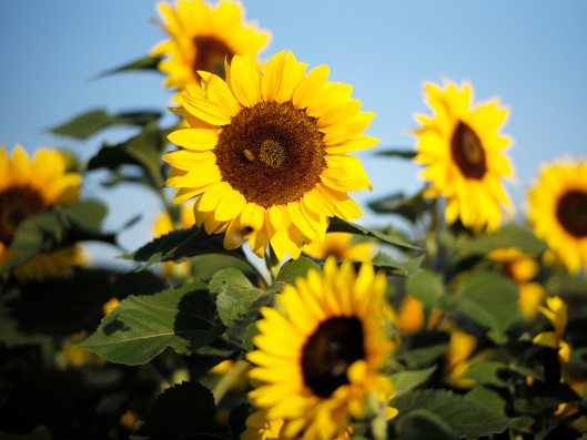 Sunflowers with a blue sky in the background
