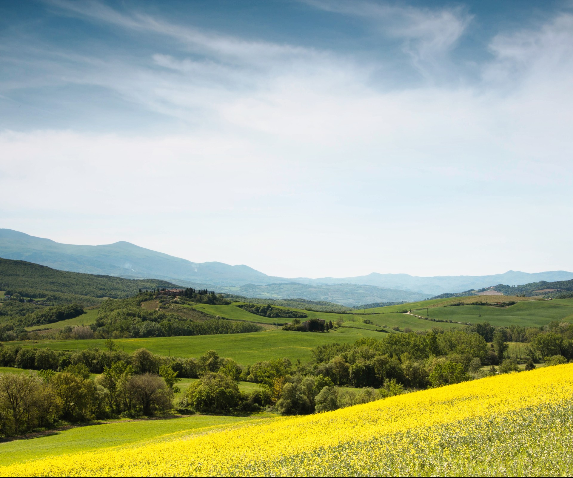 hamp de colza jaune devant des arbres et un paysage vallonné avec un ciel bleu en arrière-plan