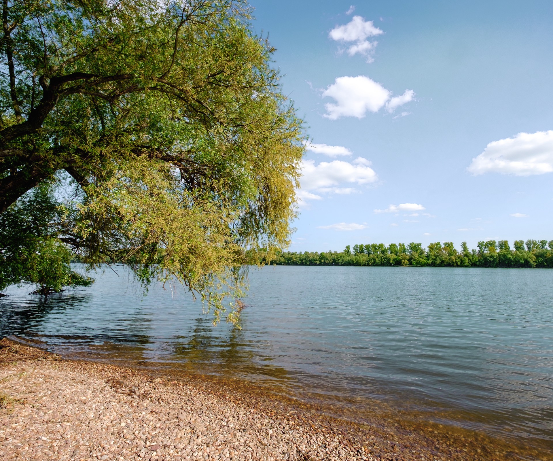 Un arbre au bord d'un lac avec une vue sur l'autre côté de la rive